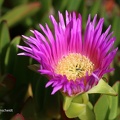 Gelbe Mittagsblume (Carpobrotus edulis)